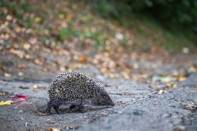 充分挖掘球 充分挖掘球